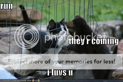 funny-pictures-cute-kittens-cage.jpg