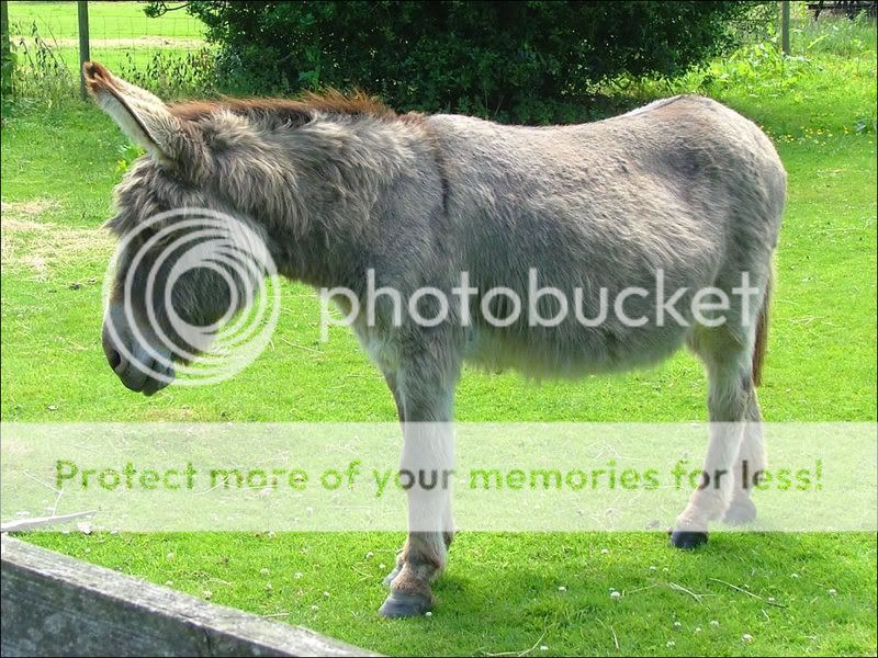 donkey.jpg